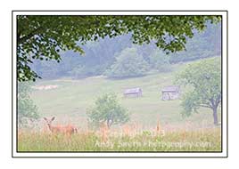 Misty Morning at Valley Forge